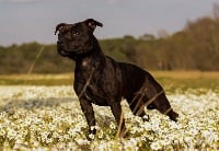 Étalon Staffordshire Bull Terrier - Like lady casanova Of Witch Lands