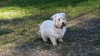 Étalon West Highland White Terrier - Fellow me (dite fany) des Périgourdins blancs