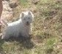Étalon West Highland White Terrier - Jamas du Mat des Oyats