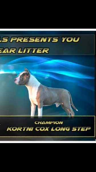 CH. Kortni cox long step