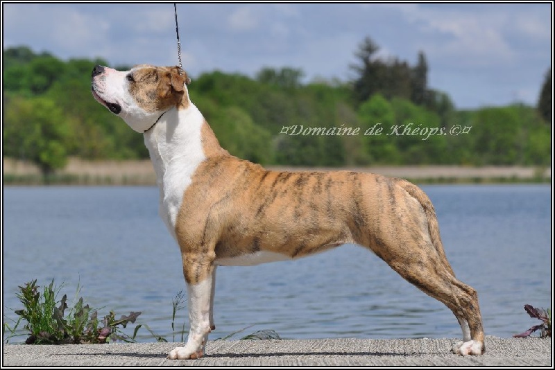 CH. Lady beauty majestic du Domaine de Kheops
