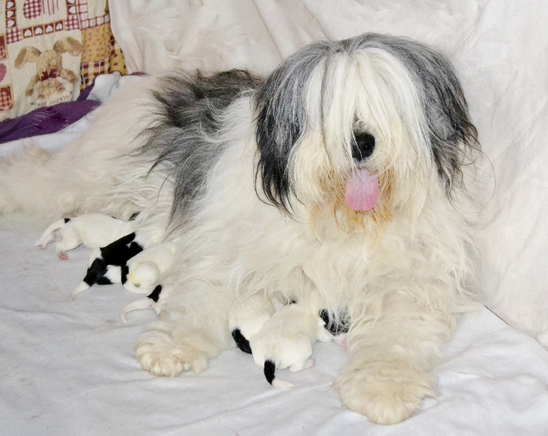 Publication : Des Princesses D'Hainaut 