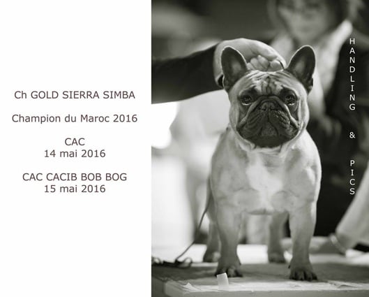 CH. gold sierra Simba