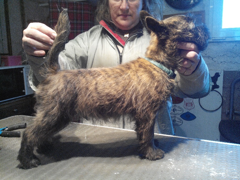 Publication : du domaine de kerallan Auteur : Le Guyader Pierrette