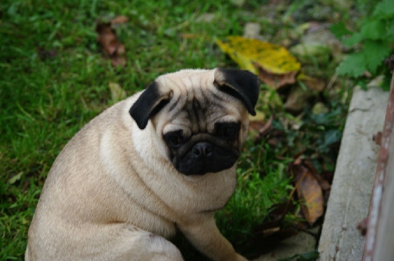 Dreamlander Irrésistible nénette