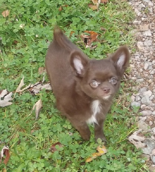 Publication : du Domaine de la Ghissignardiére 