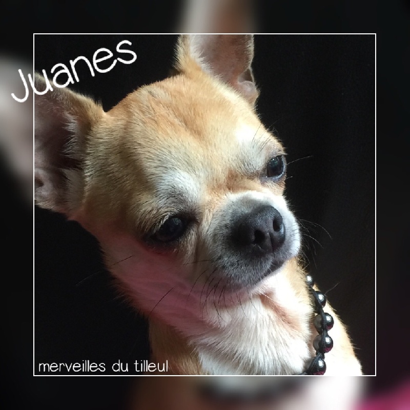 Publication : Des Merveilles Du Tilleul Auteur : Des Merveilles Du Tilleul.