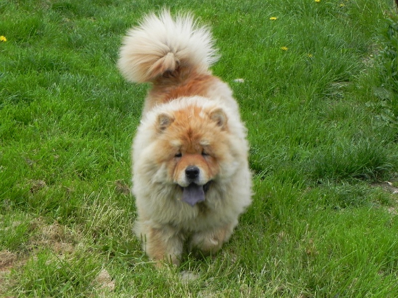 Publication : de Fu Xing Auteur : valerie jaffard