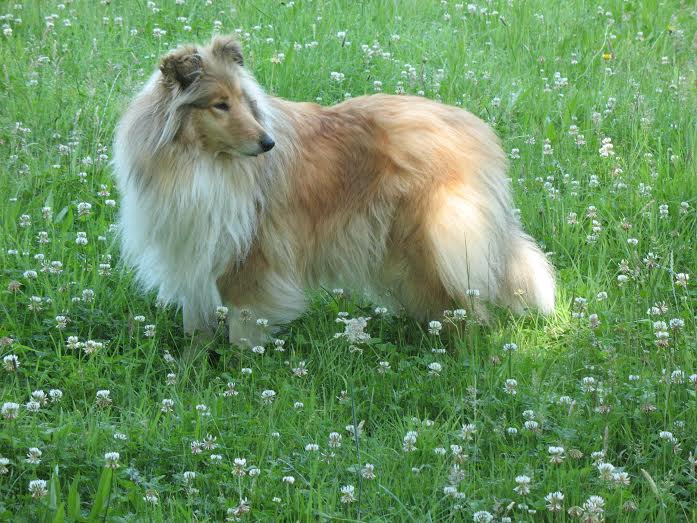 Koko chanel Des Gentils Malabars