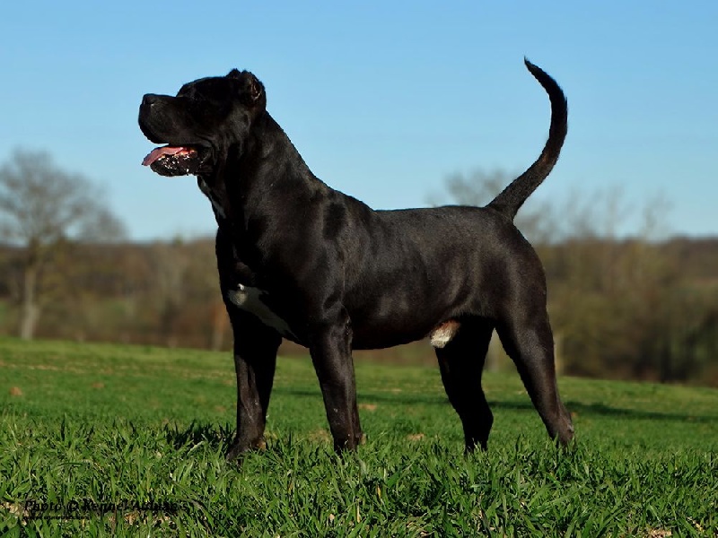  Auteur : Kennel de Iridium Bull