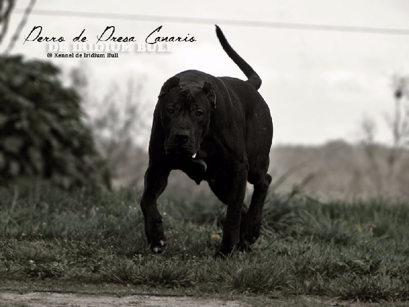 Auteur : Kennel de Iridium Bull