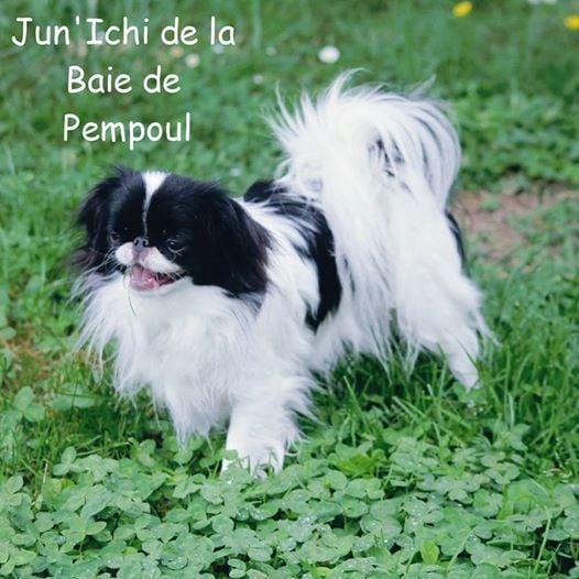 Jun'ichi De la baie de pempoul