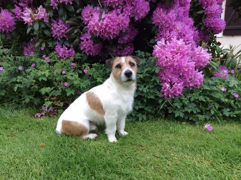 Publication : De Fierville Les Parcs