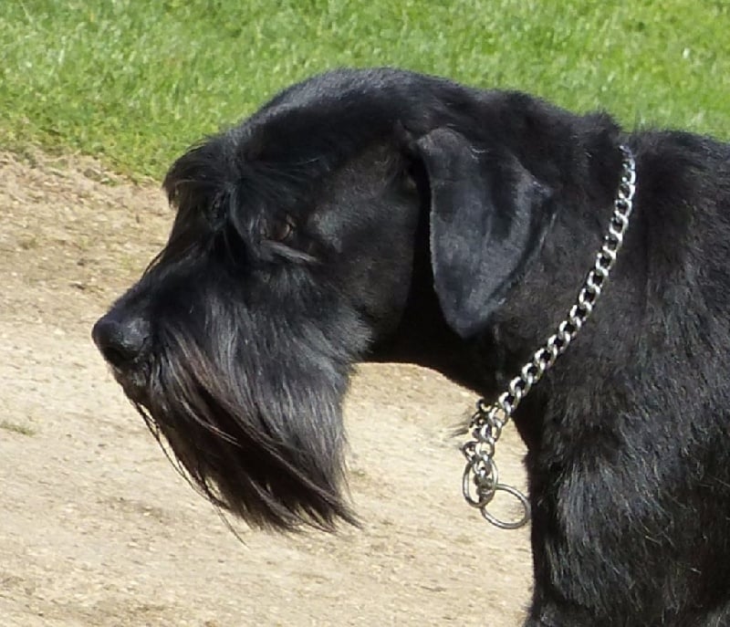 Djumbe (Sans Affixe)