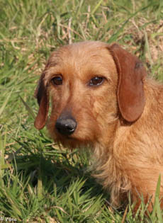 Publication : de la Garenne en Hurepoix Auteur : V.POMPAR