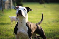 Étalon American Staffordshire Terrier - Straight n' Fiery Jewett
