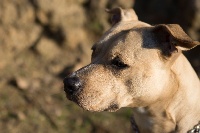 Étalon American Staffordshire Terrier - Indiana Of Fantastic's Staff