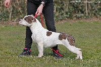 Étalon American Staffordshire Terrier - Iscale De la Maison d'Este