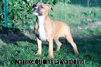 Étalon American Staffordshire Terrier - Warlike Origins Law-abiding