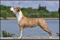 Étalon American Staffordshire Terrier - CH. Lady beauty majestic du Domaine de Kheops