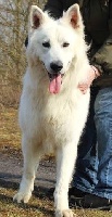 Étalon Berger Blanc Suisse - Igloo Du chant des bruants