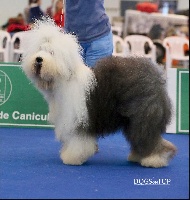 Étalon Bobtail - CH. Sealords Quantum leap