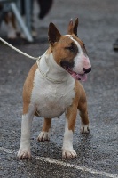 Étalon Bull Terrier - CH. Livie du moulin d'allamont