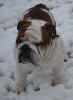 Étalon Bulldog Anglais - Napoleon columbo bulls