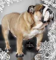 Étalon Bulldog Anglais - Horse Gard Bulldog Jema