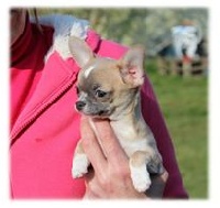 Étalon Chihuahua - Lechti du Rêve de la patte d'or