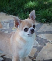 Étalon Chihuahua - CH. copymear Mr pink