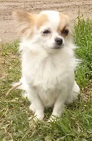 Étalon Chihuahua - CH. Houna bianca De L'Orme Haret