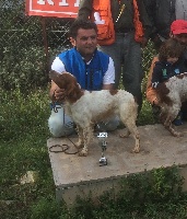 Étalon Epagneul Breton - TR. coenobium Lamu