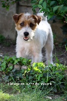 Étalon Jack Russell Terrier - Laika des Masques Joyeux