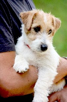 Étalon Jack Russell Terrier - Jokister Jelly belly