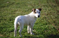 Étalon Jack Russell Terrier - Hold-up du domaine de parbeau