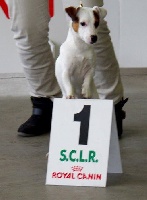 Étalon Jack Russell Terrier - Jeska Du Domaine D'Utah