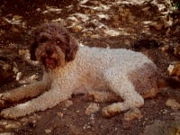 Étalon Lagotto Romagnolo - Italiano vero du Sarmizegetusa Regia