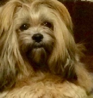 Étalon Lhassa Apso - Hasley mo usan de Koempfer