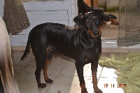 Étalon Manchester Terrier - CH. Marley v.d. posthoornwieke