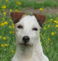 Étalon Parson Russell Terrier - Caly De la petite noisette