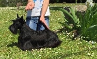Étalon Scottish Terrier - CH. Junon du Loch D'Ergué