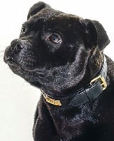 Étalon Staffordshire Bull Terrier - Heavenly' n fanatic story de l'eternelle passion