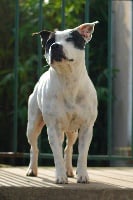 Étalon Staffordshire Bull Terrier - Gyna (Sans Affixe)