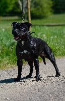 Étalon Staffordshire Bull Terrier - Gleam-of-hope de la Roche de l'Empereur
