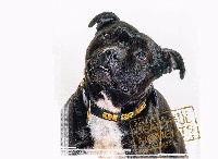 Étalon Staffordshire Bull Terrier - Fanatic story for two friends de l'eternelle passion