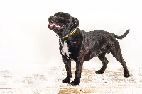 Étalon Staffordshire Bull Terrier - CH. Mac gyver Fanatic staff