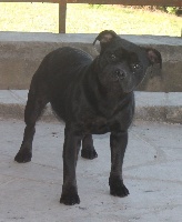 Étalon Staffordshire Bull Terrier - *lilou* only you Des Fées Noires