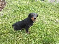 Étalon Terrier de chasse allemand - Indy De La Terreur Noire Du Morvan