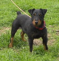 Étalon Terrier de chasse allemand - Isy du moulin aux malices